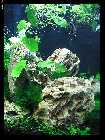 compAquarium Iwagumi 029.jpg