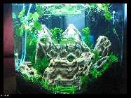 compAquarium Iwagumi 030.jpg