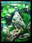 compAquarium Iwagumi 036.jpg
