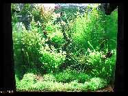 compAquarium Iwagumi 013.jpg