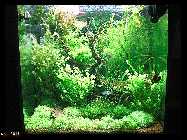 compAquarium Iwagumi 016.jpg