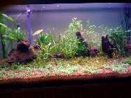 Aquarium 3.jpg