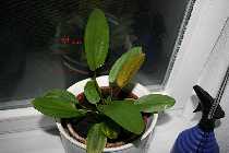 02.06.08 echi 002_(800_x_600).jpg
