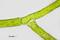 Cladophora_MoWa2.jpg