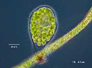 Apiocystis_brauniana.jpg