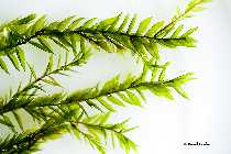 Fontinalis_antipyretica_Willow_Moss_Makro.jpg