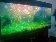 Aquarium Gruen3.jpg