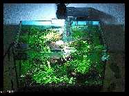 compGartenteiche 014.jpg