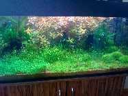 Aquarium klar.jpg