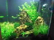 Aquarium Iwagumi 016.jpg