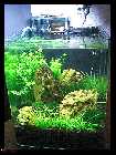 compAquarium Iwagumi 021.jpg