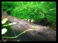 compAquarium Iwagumi 049.jpg