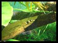 compAquarium Iwagumi 034.jpg