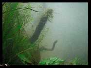 compAquarium Iwagumi 051.jpg