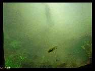 compAquarium Iwagumi 053.jpg