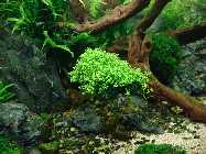 wat dat 005_(1024_x_768).jpg