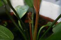 06.06.08 echi 004_(800_x_600).jpg