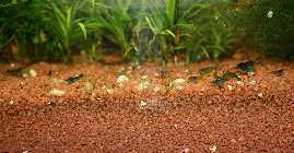 06.06.08 blauetiger 001_(800_x_600).jpg