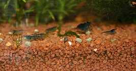 06.06.08 blauetiger 002_(800_x_600).jpg