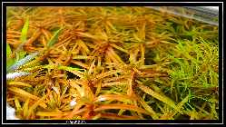 comp_DSC01000.jpg
