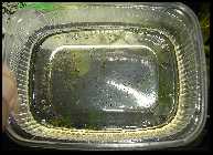 Danio erythromicroneier.jpg