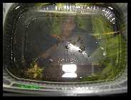 Danio erythromicronlarven.jpg