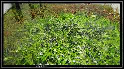 comp_DSC01005.jpg