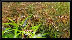 comp_DSC01007.jpg