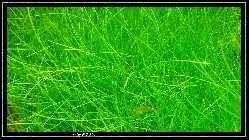 comp_DSC01076.jpg