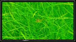 comp_DSC01080.jpg