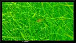 comp_DSC01081.jpg