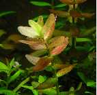 bacopa-color1.jpg