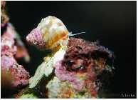 schnecke.jpg