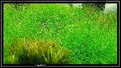 comp_DSC01239.jpg