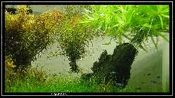 comp_DSC01241.jpg