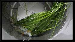 comp_DSC01248.jpg