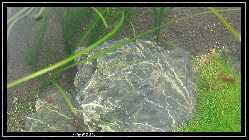 comp_DSC01258.jpg