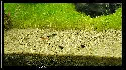 comp_DSC01274.jpg