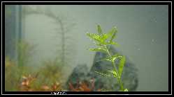 comp_DSC01089.jpg