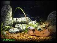 Littleshrimpaniacsredbees5.jpg