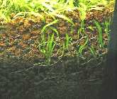 17.09.07-Utricularia-gramin.jpg