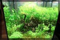 comp_Annika als Elphaba Auftritt 2012 035.jpg