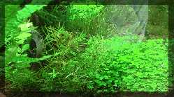 comp_Annika als Elphaba Auftritt 2012 028.jpg