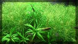 comp_Annika als Elphaba Auftritt 2012 039.jpg