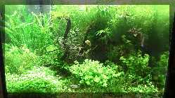 comp_Ladies Day 2012 015.jpg