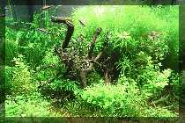 comp_Ladies Day 2012 018.jpg