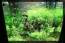 comp_comp_Ladies Day 2012 021.jpg