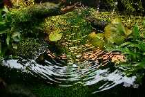 11.06.08 Mischmasch 010_(800_x_600).jpg