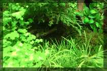 comp_Iwagumi 016.jpg