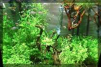 comp_Iwagumi 018.jpg